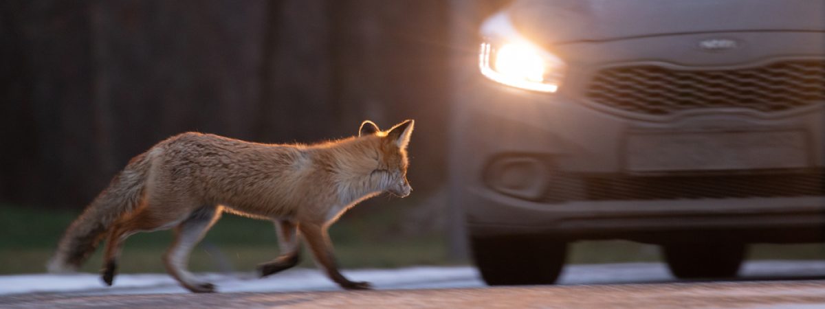 Red,Fox,In,Road,City